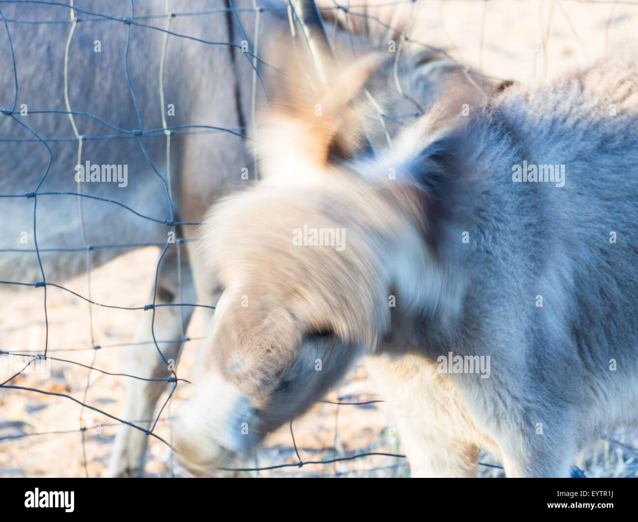 Poco asino testardo. Poco asino scuotere la testa e sembrano dire di no Foto Stock