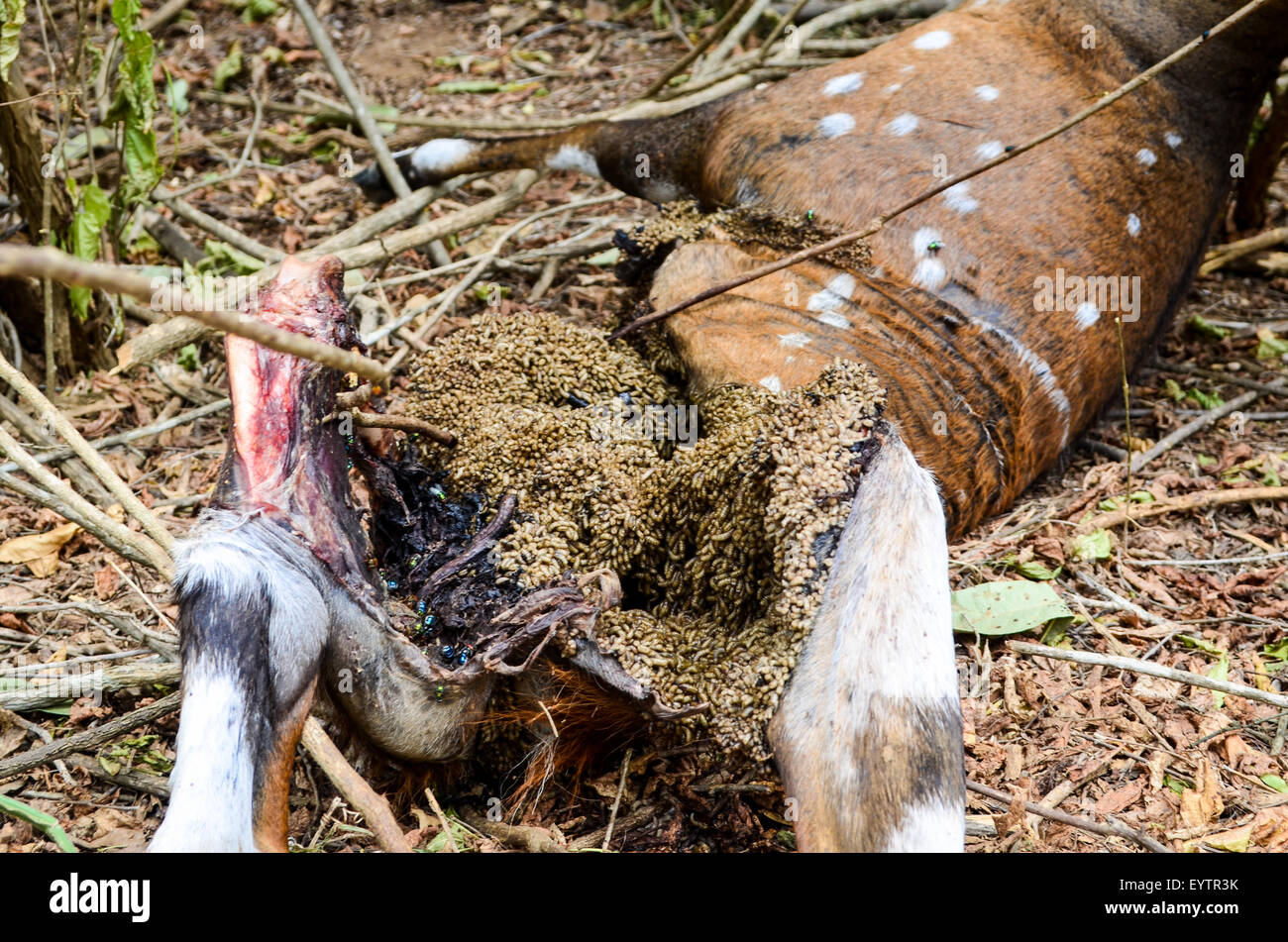 Vermi e mosche di mangiare le viscere di un cervo ucciso nella rurale Angola Foto Stock
