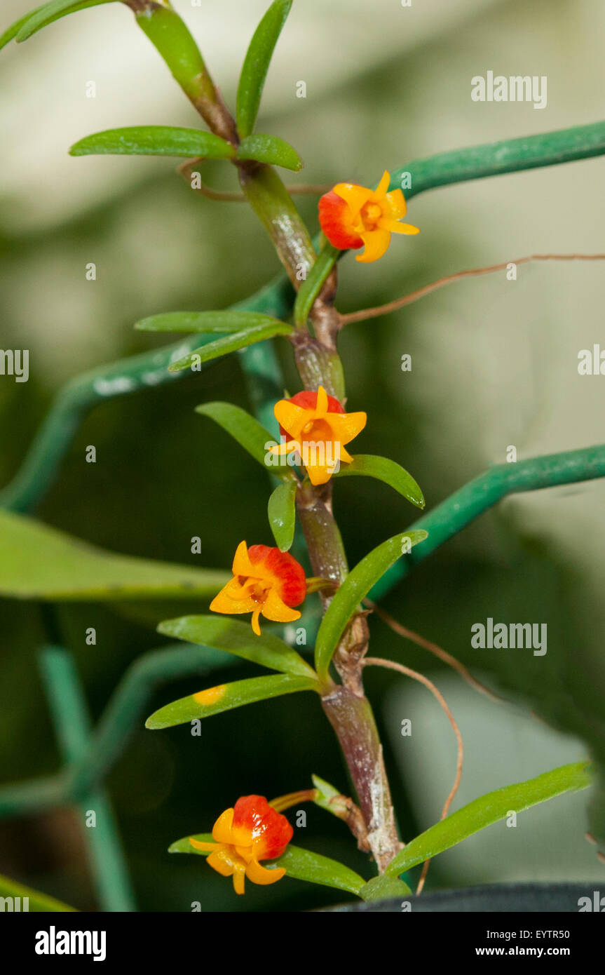 Mediocalcar decoratum, Campo Felice Orchid, Giardini Botanici, Rio de Janeiro, Brasile Foto Stock