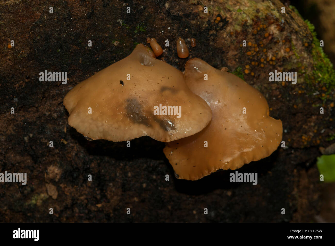 Auricularia subglabra fungo, Yasuni NP, Ecuador Foto Stock