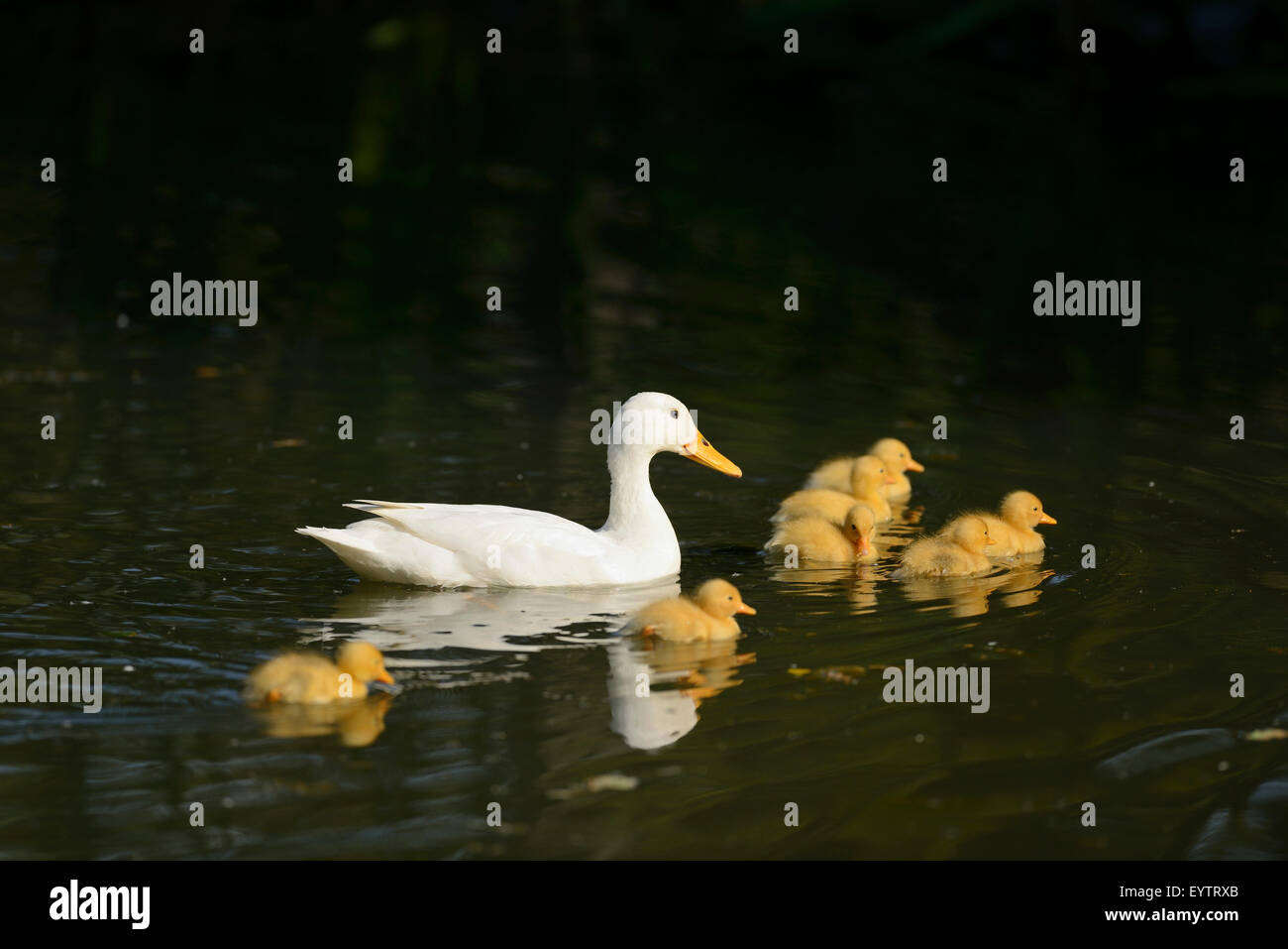 Domestico, anatra Anas platyrhynchos domestica, dam, neonata, vista laterale Foto Stock