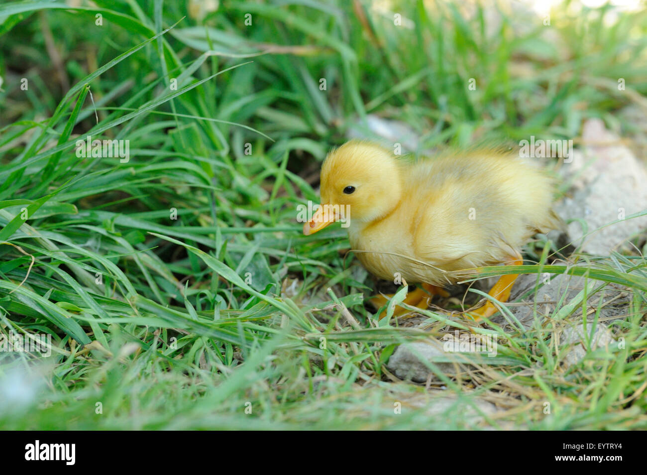 Domestico, anatra Anas platyrhynchos domestica, uccellini, prato, vista laterale Foto Stock