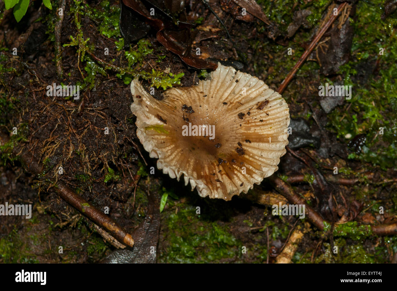Cymatoderma elegans fungo, Monteverde Cloud Forest, Costa Rica Foto Stock