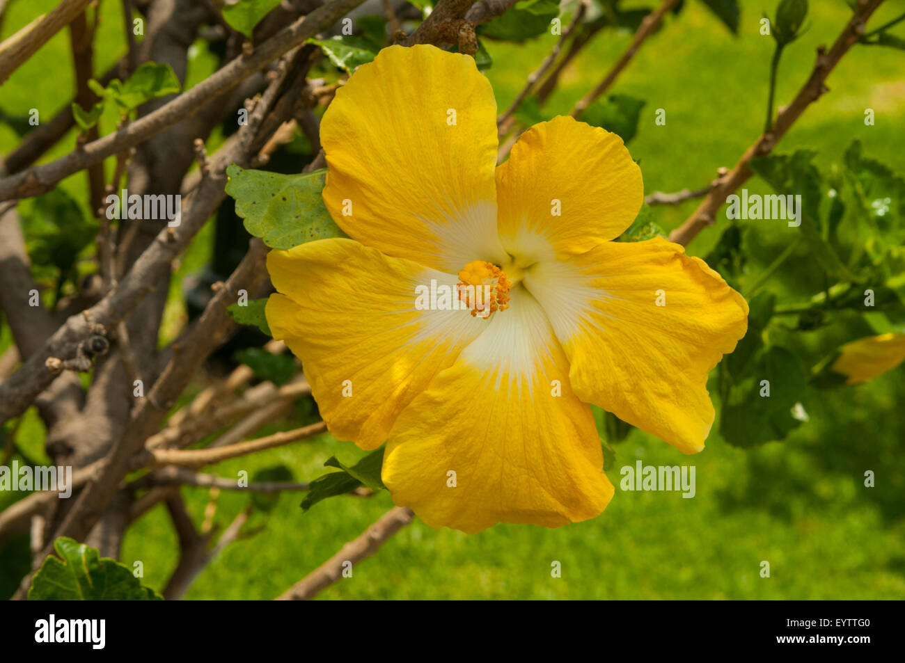 Hibiscus rosa-sinensis nel Jardin Hidalgo, Tlaquepaque, Messico Foto Stock