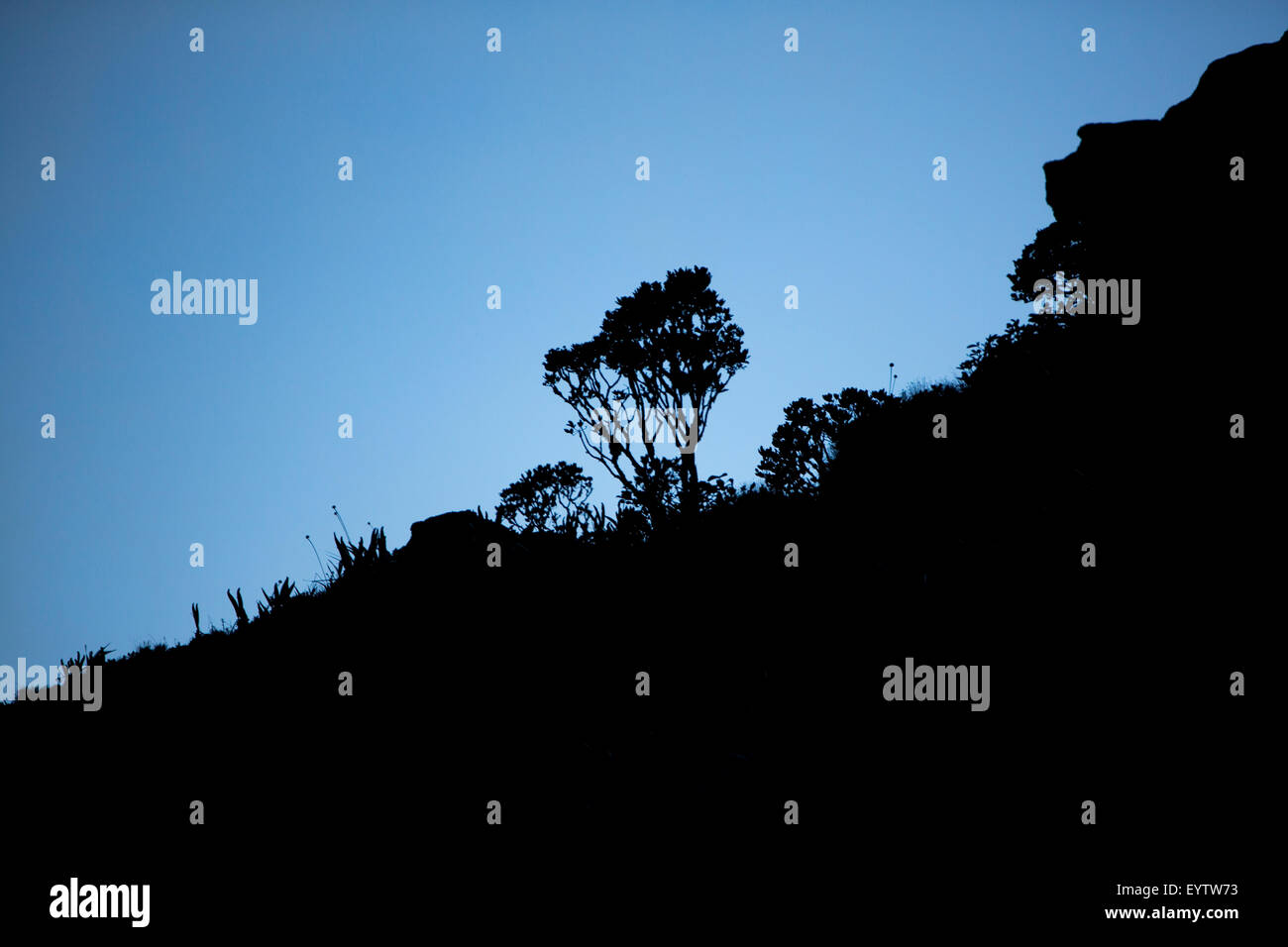 Backlit endemiche di piante e vegetazione sulla cima del Roraima Tepui, Gran Sabana. Venezuela 2015. Foto Stock