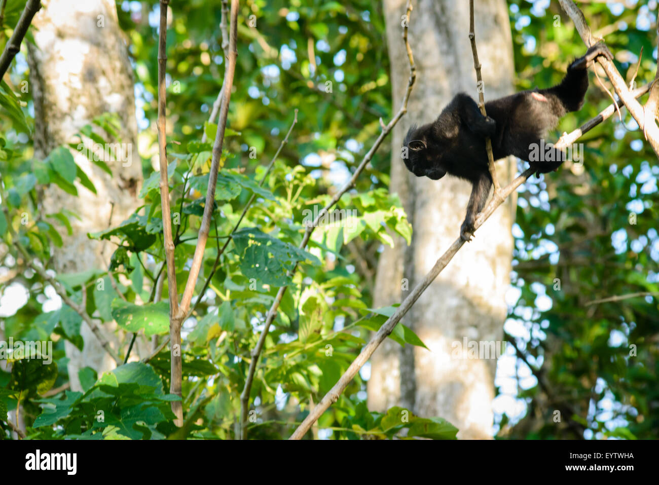 Un giovane nero crested macaco da Tangkoko National Park in Nord Sulawesi è decrescente per la terra da un piccolo ramo di albero in una giornata di sole Foto Stock