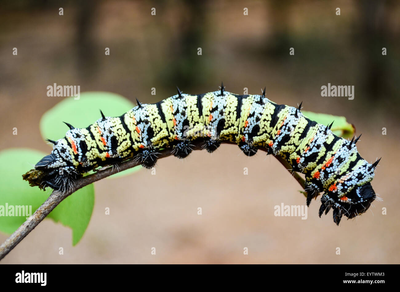 Mopane caterpillar al confine Angola / Namibia (commestibili) Foto Stock