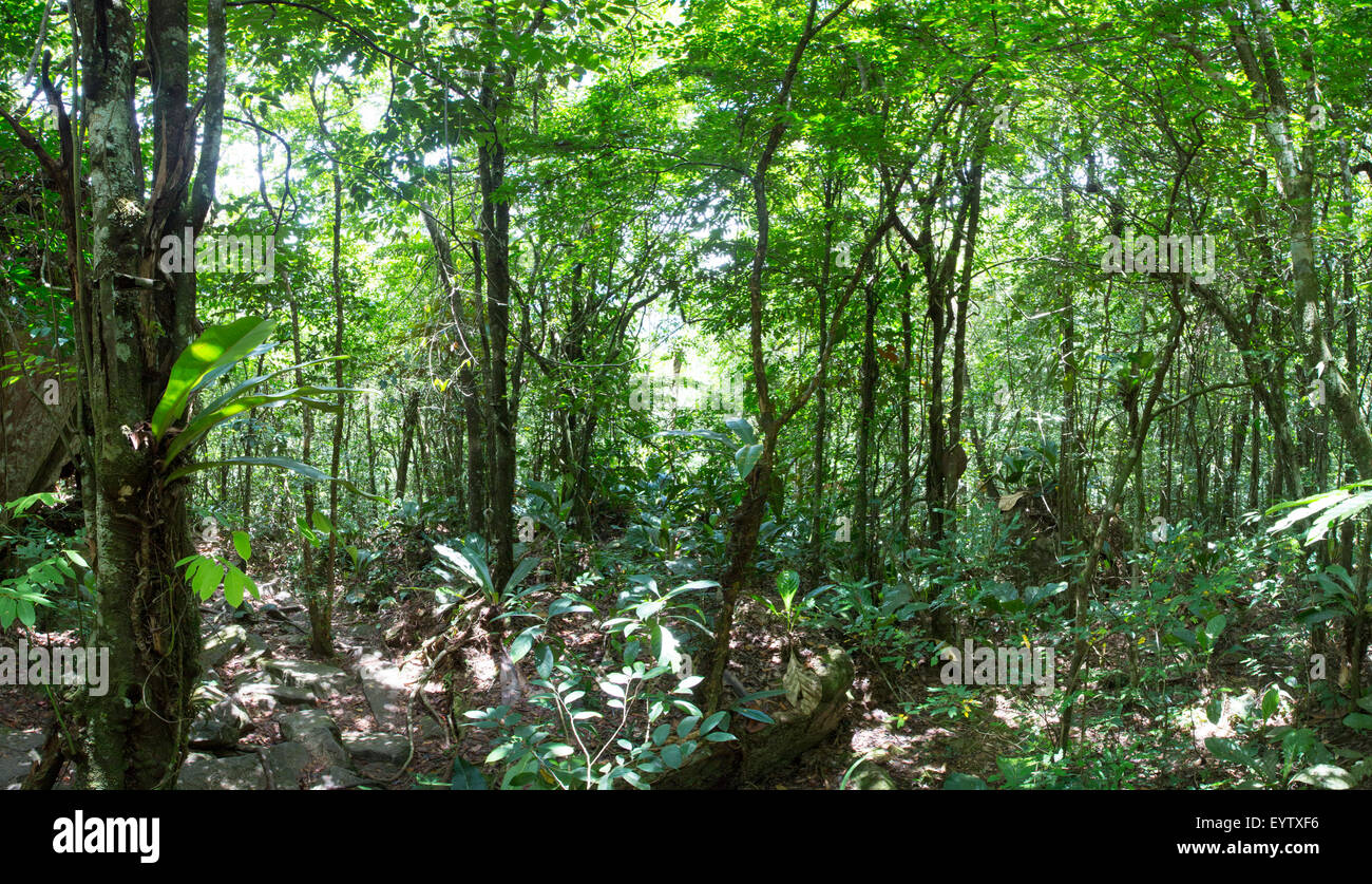 Panorama di profonda giungla verde foresta sul modo di Salto Angel nel Parco Nazionale di Canaima, Venezuela. Foto Stock