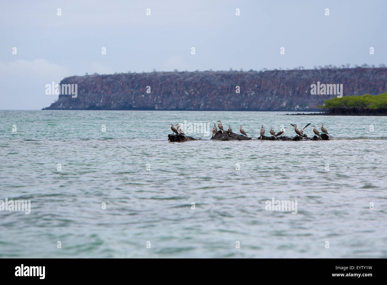 Blu-footed boobies in piedi sulle pietre contro un cielo blu nelle isole Galapagos, Ecuador Foto Stock