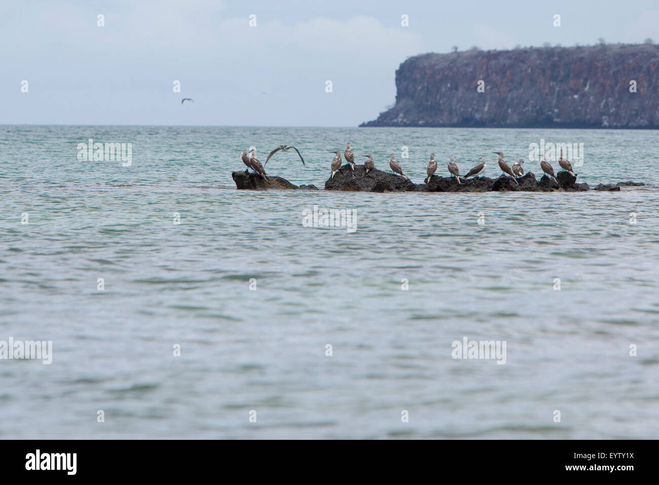 Blu-footed boobies in piedi sulle pietre contro un cielo blu nelle isole Galapagos, Ecuador Foto Stock
