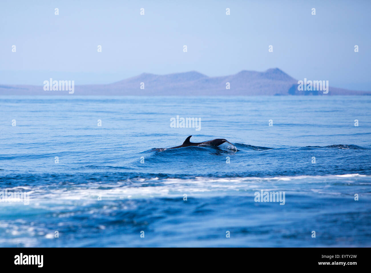 Bella giocoso nuotare con i delfini nel blu oceano Pacifico Isole Galapagos. Ecuador 2015 Foto Stock