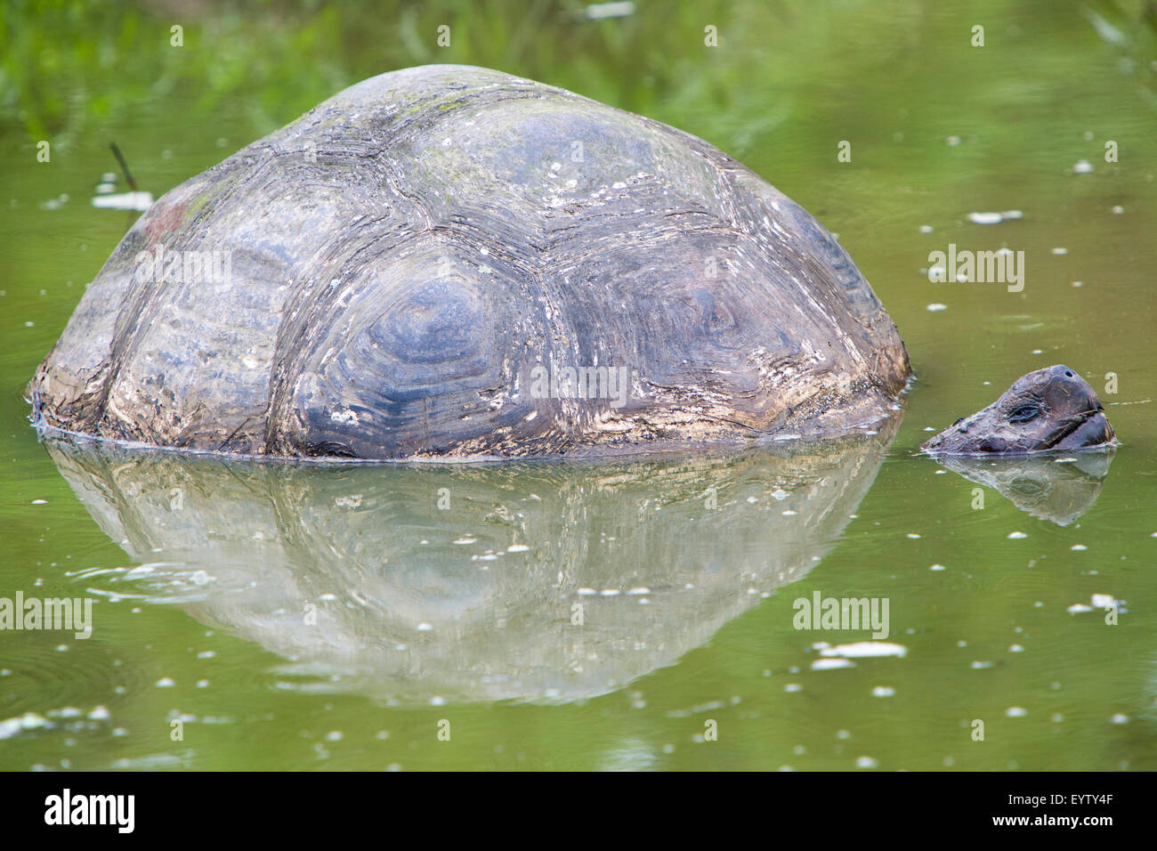 Giant Galapagos tartaruga terrestre, appoggiato in El Chato Riserva di tartaruga. Isole Galapagos 2015. Foto Stock