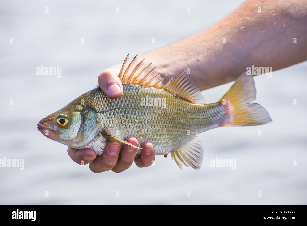 Un appena pescato tamburo di acqua dolce pesci nel lago Erie, Ontario, Canada. Foto Stock