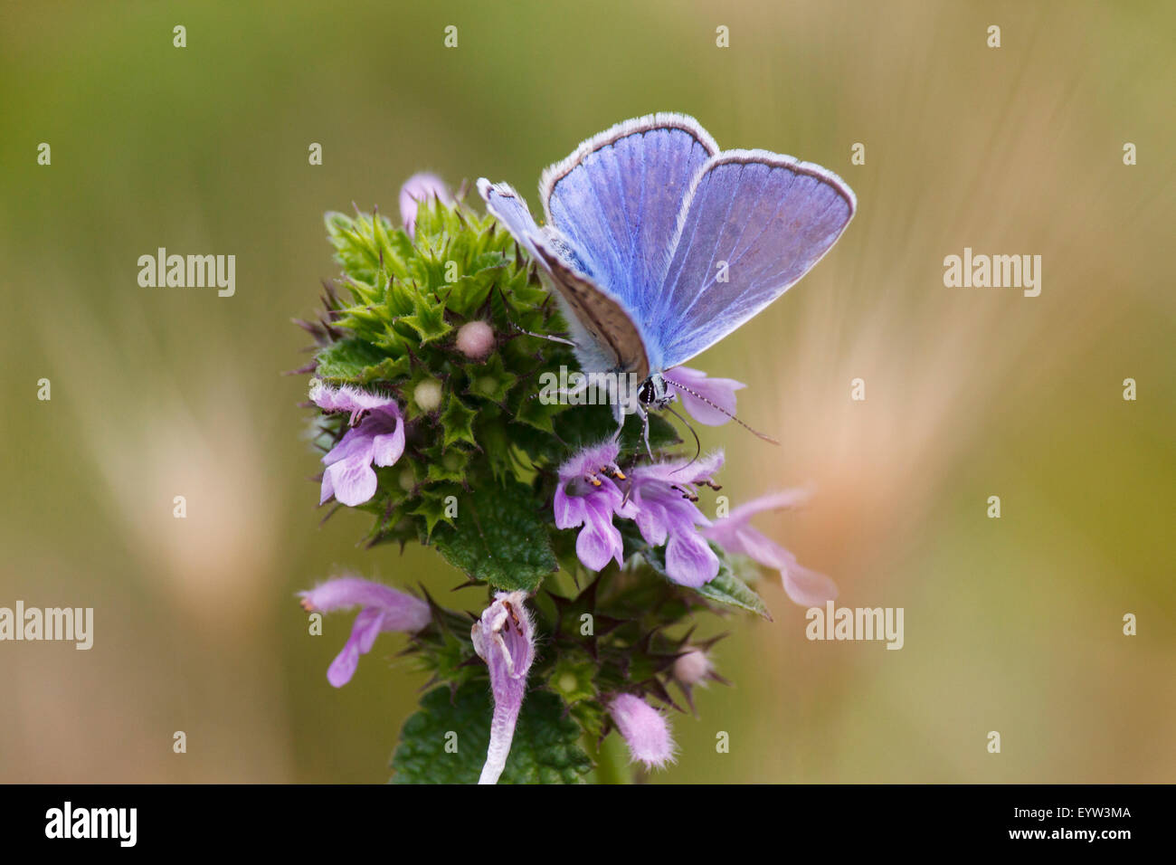 Comune di blue butterfly seduti sul selvaggio fiore Foto Stock