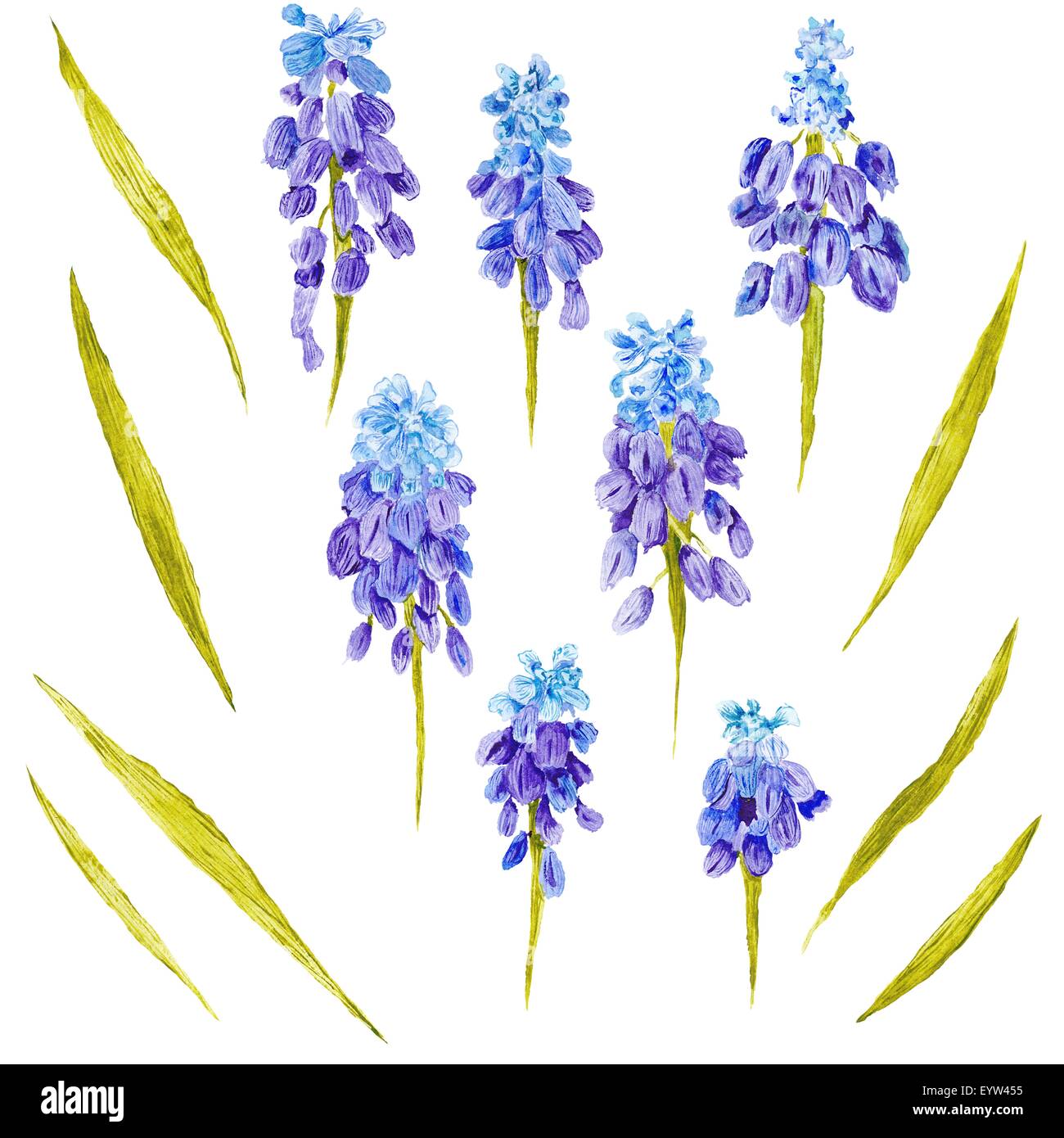 Viola design floreale elementi - muskari fiori e foglie di olivo isolati su sfondo bianco Foto Stock