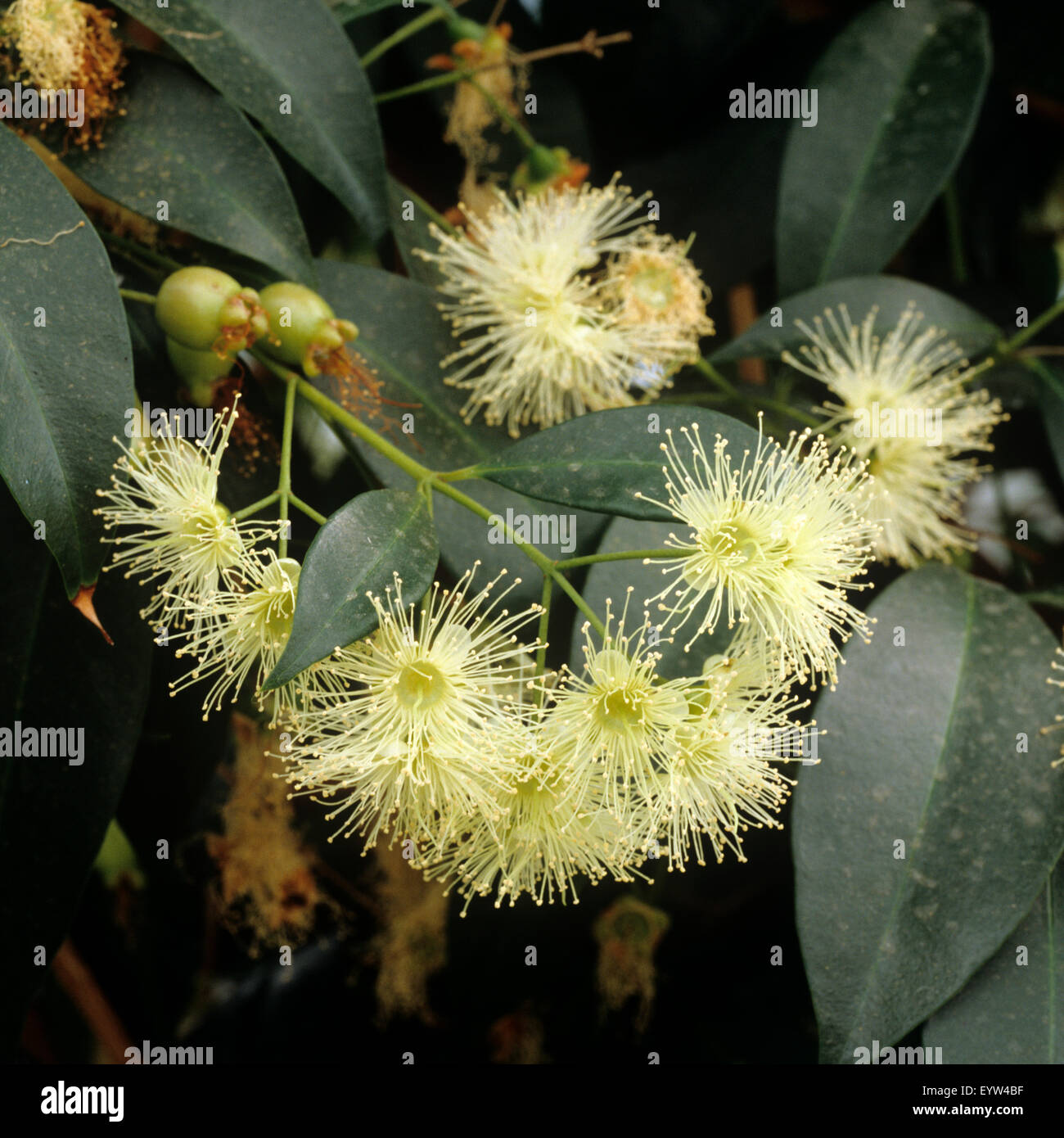 Kirschmyrte; Syzygium Foto Stock