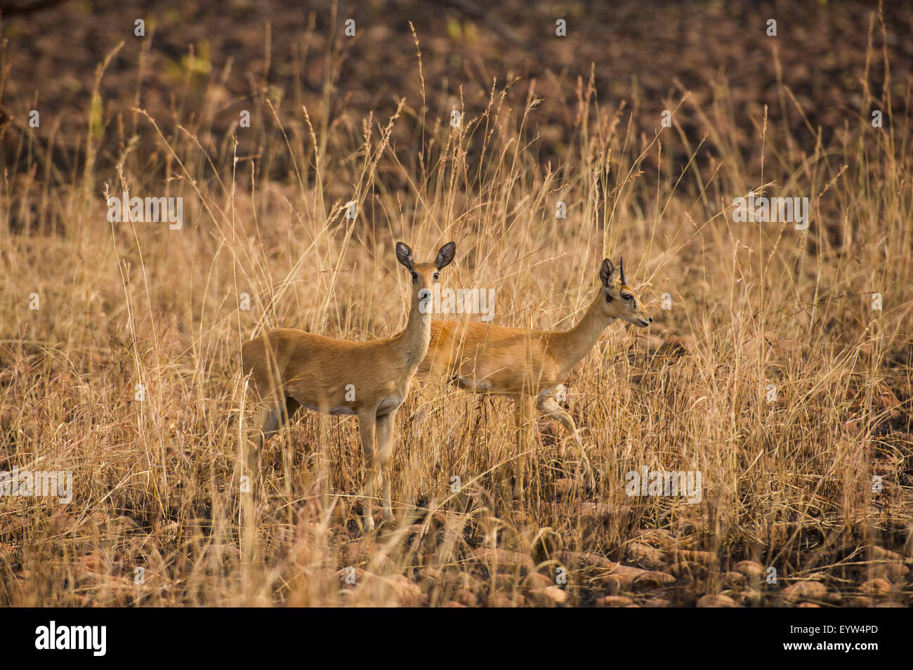 (Oribi Ourebia ourebi), Dedalo National Park, Etiopia Foto Stock