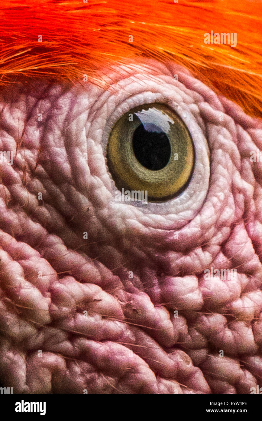 Un vicino di un occhio di un Scarlet Macaw Foto Stock