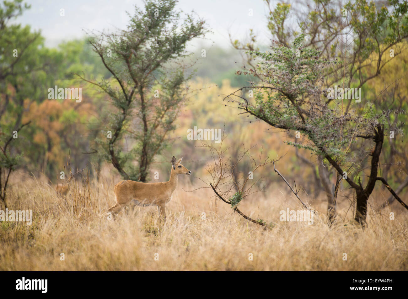 (Oribi Ourebia ourebi), Dedalo National Park, Etiopia Foto Stock