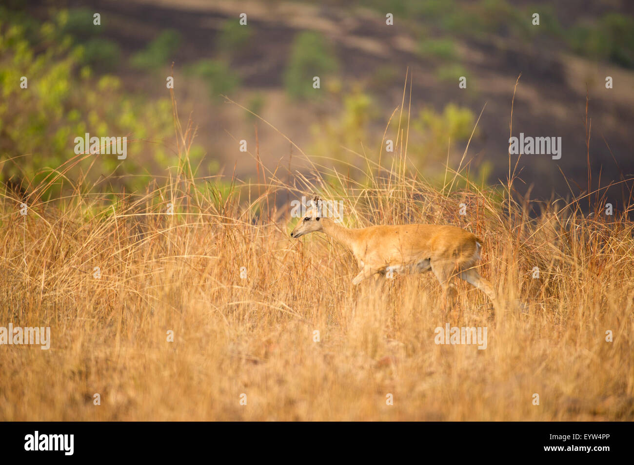 (Oribi Ourebia ourebi), Dedalo National Park, Etiopia Foto Stock