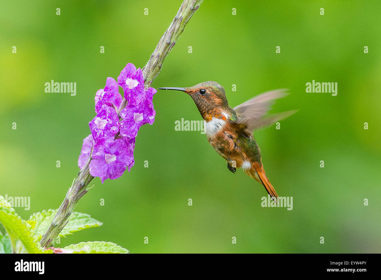 Un scintillante Hummingbird alimentazione Foto Stock