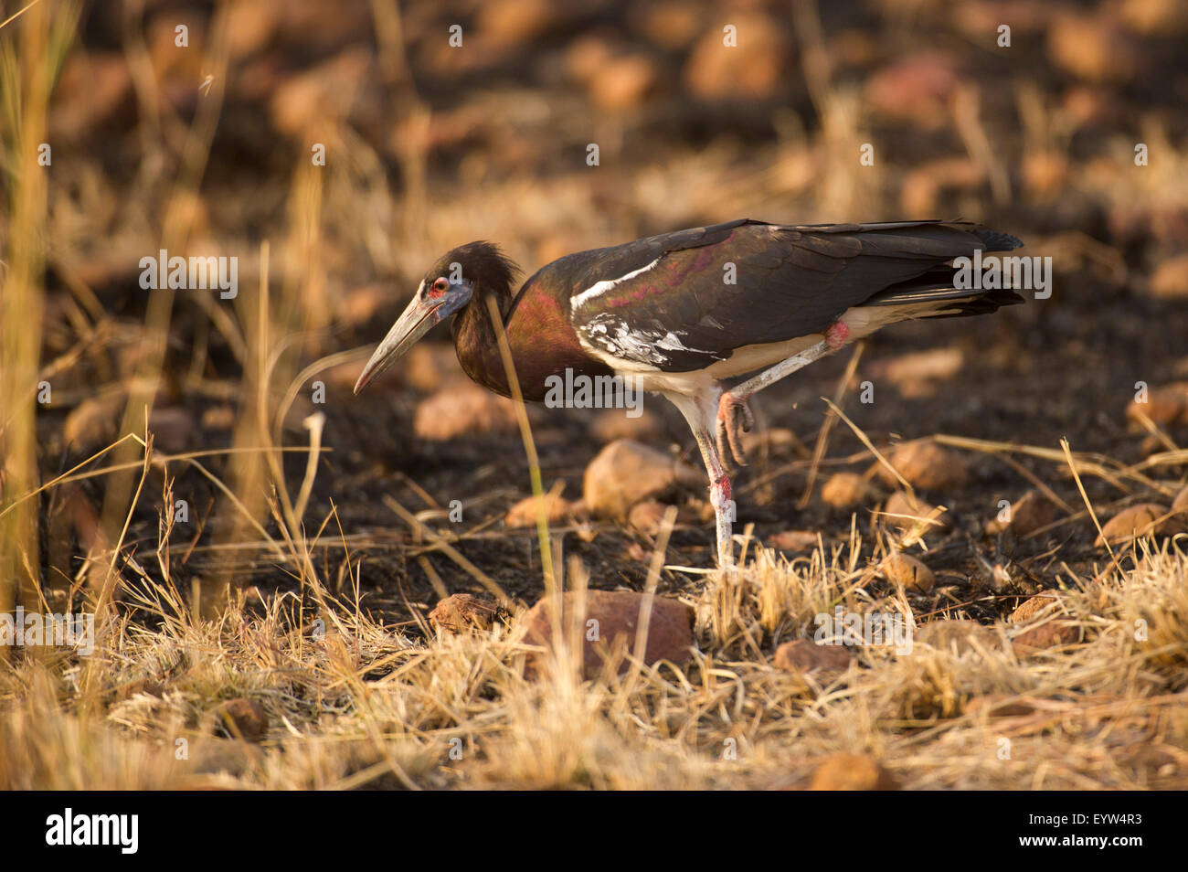 La Abdim Stork, Ciconia abdimii, Dedalo National Park, Etiopia Foto Stock