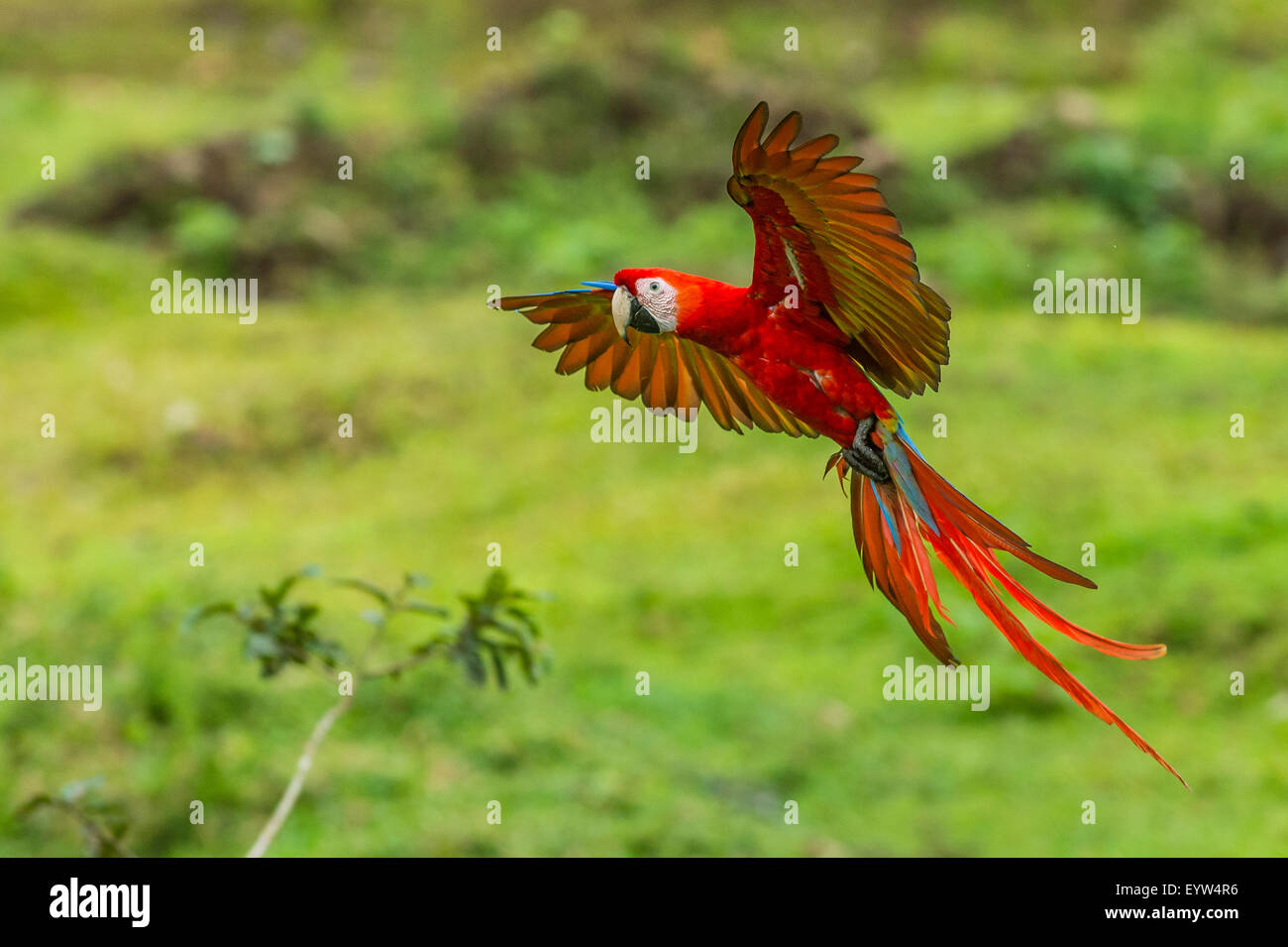 Un Scarlet Macaw in volo Foto Stock