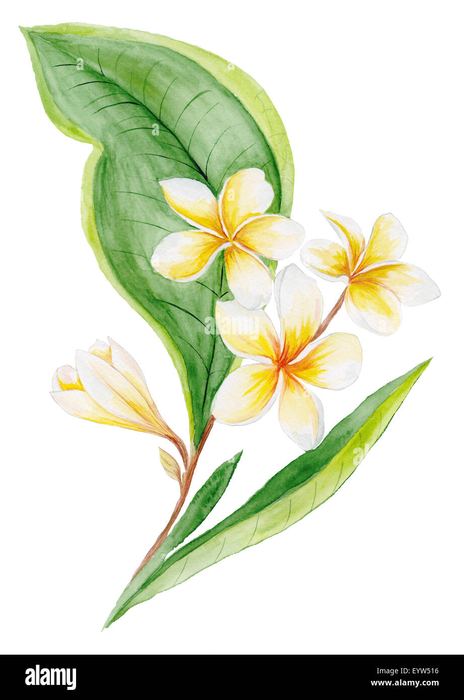 Dipinte a mano il brunch tropicale con delicati fiori isolati su sfondo bianco Foto Stock