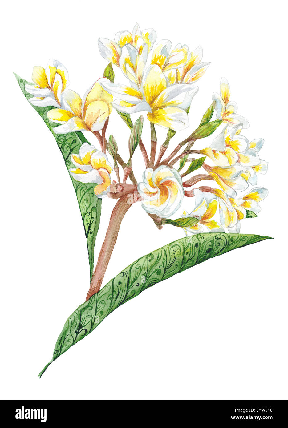 Dipinte a mano il brunch tropicale con delicati fiori isolati su sfondo bianco Foto Stock