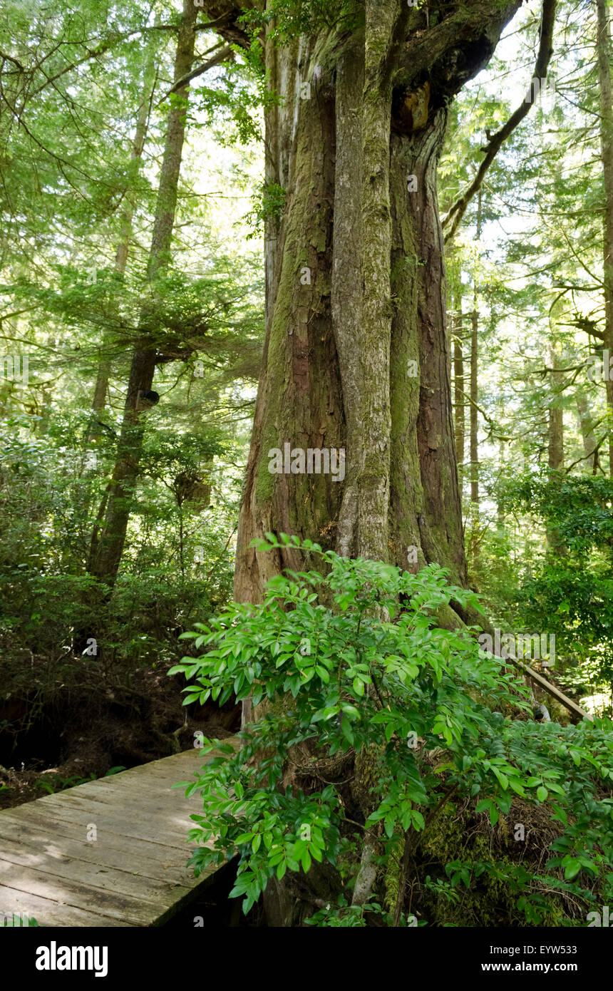 Grande crescita vecchio albero sempreverde su un sentiero attraverso la costiera temperata foresta pluviale in Tofino sull'Isola di Vancouver, BC, Canada Foto Stock