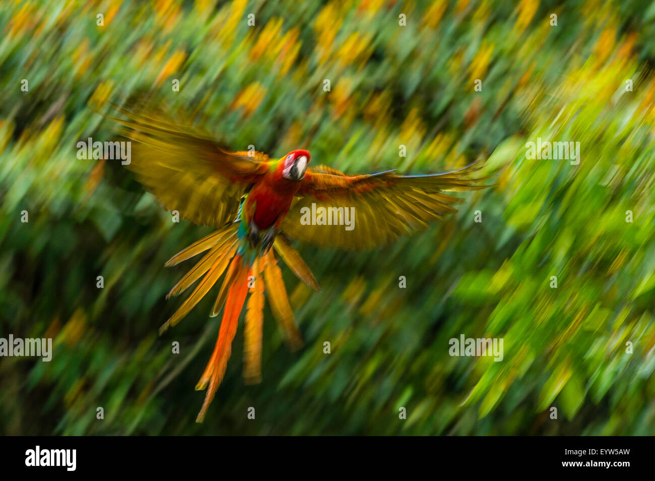 Un Scarlet Macaw in volo Foto Stock