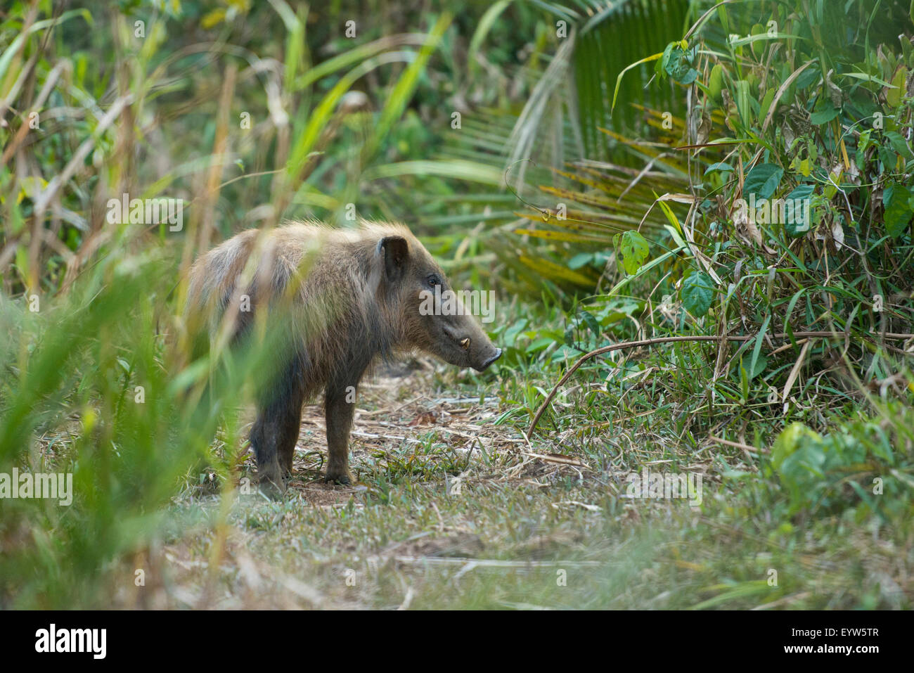 Bushpig, Potamochoerus larvatus, Chebera-Churchura National Park, Etiopia Foto Stock