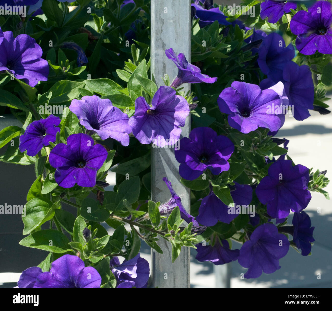 Petunie; Surfina; Petunien; Balkonblumen; Foto Stock