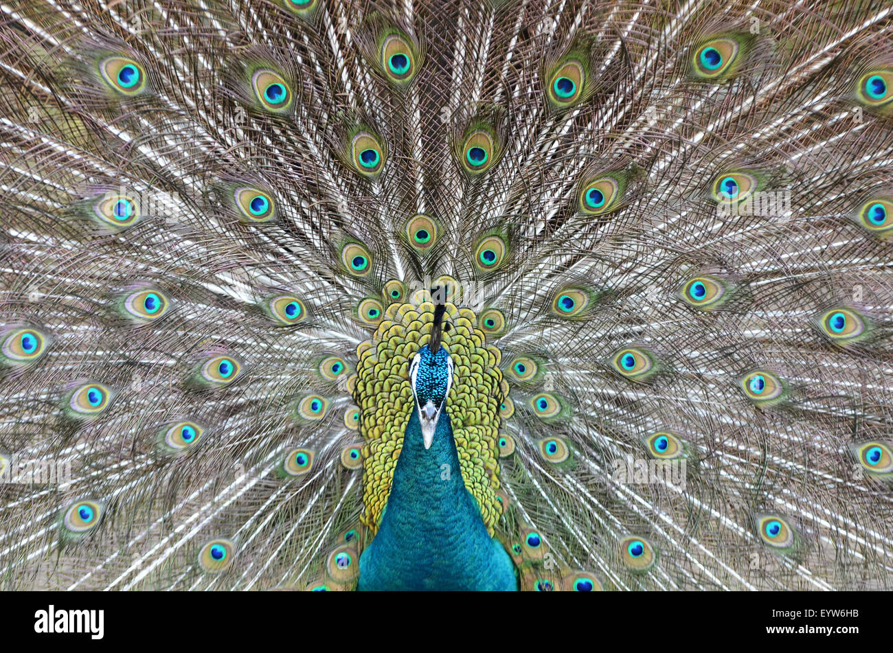 Peacock mostra uno splendido piumaggio in panatura stagione Foto Stock