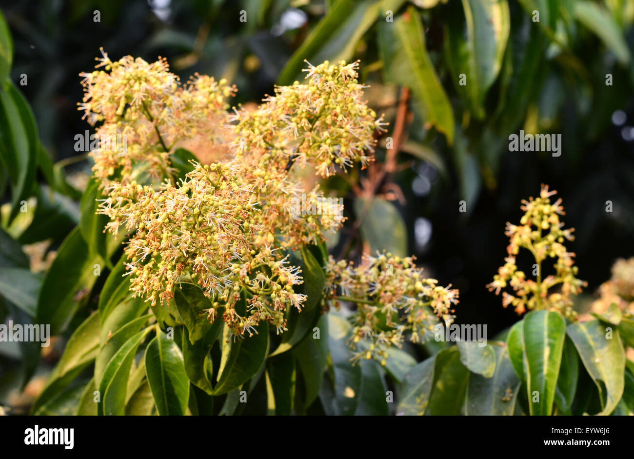 Il lychee fiore nel litchi Orchard Foto Stock