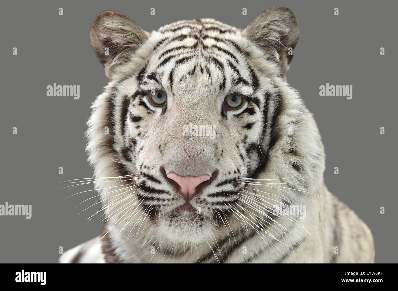 Tigre bianca del Bengala isolato su sfondo grigio Foto Stock