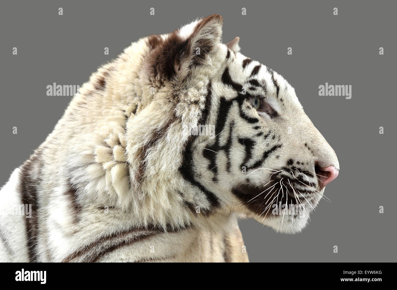 Tigre bianca del Bengala isolato su sfondo grigio Foto Stock