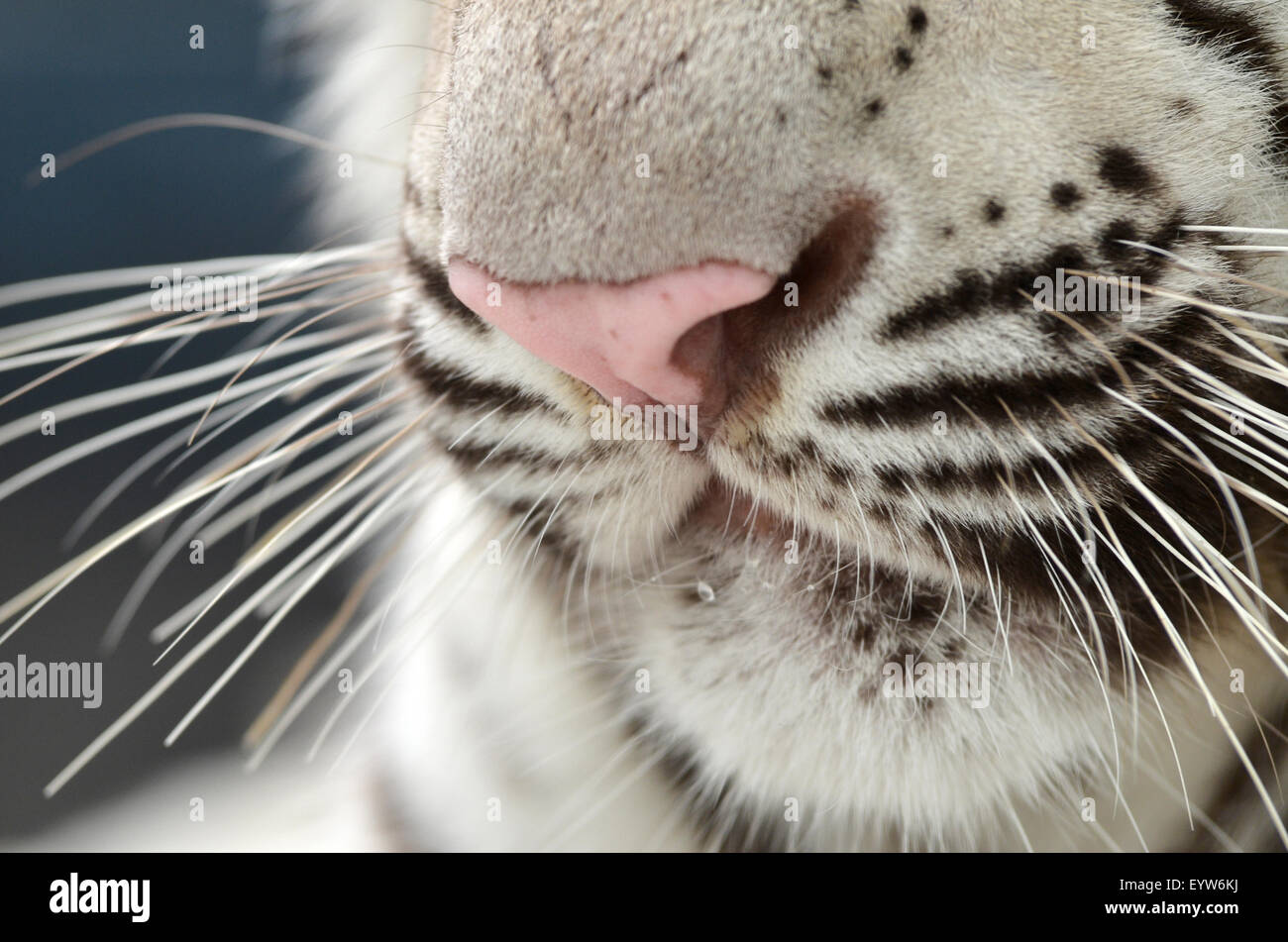 Bocca di tigre del Bengala close up Foto Stock