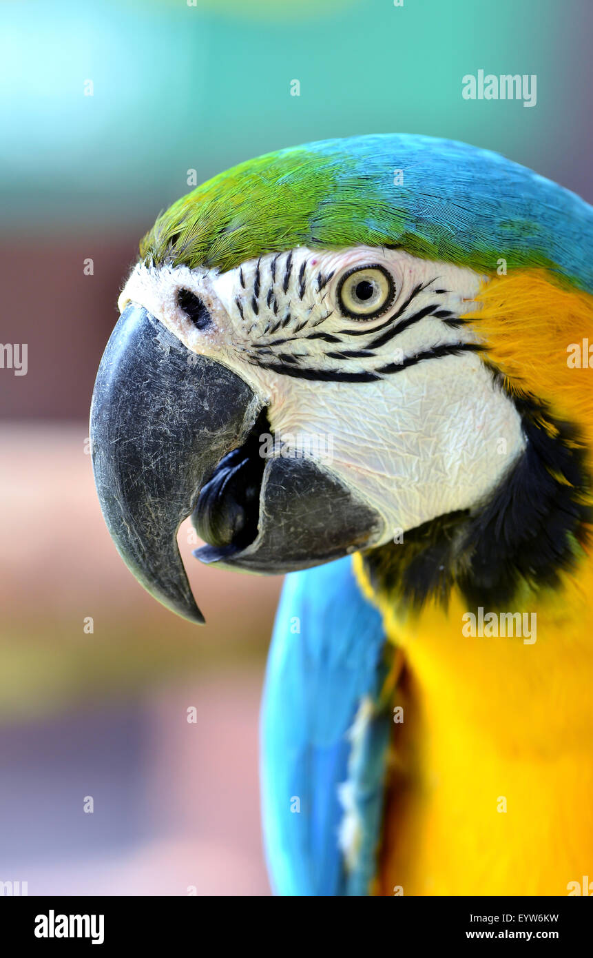 Blu e Giallo macaw, blu e oro Macaw Foto Stock