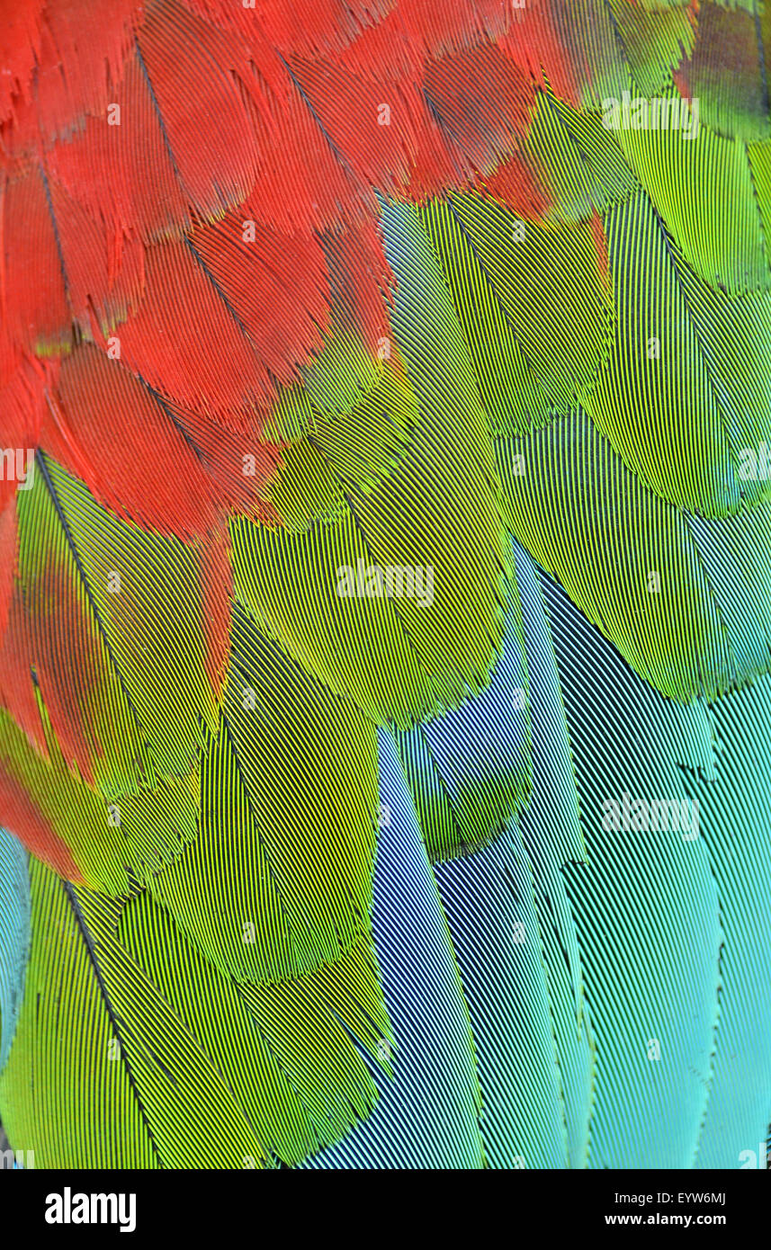 Close up scarlet macaw ala piume Foto Stock