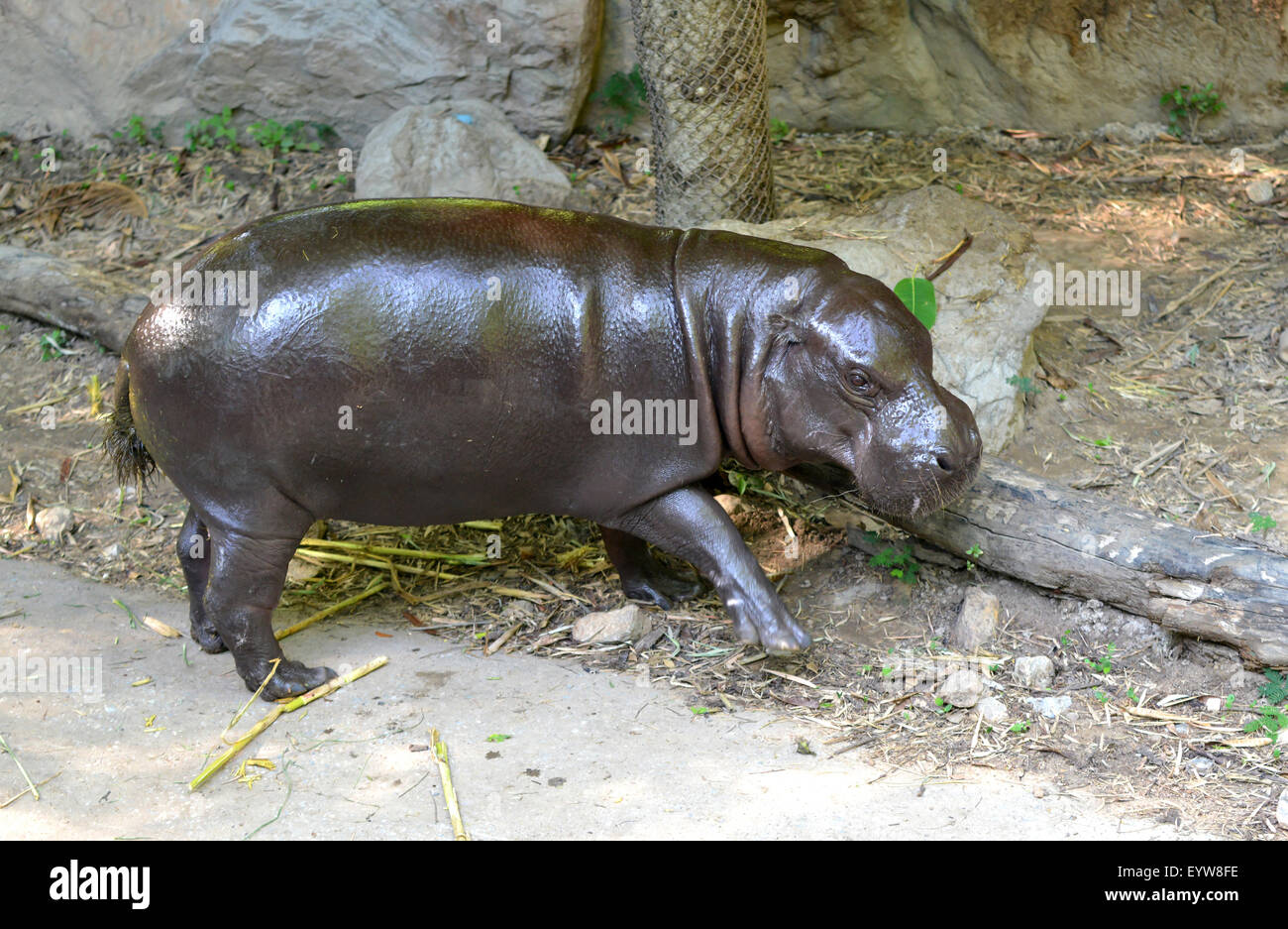 Ippopotamo pigmeo in ambiente in cattività Foto Stock