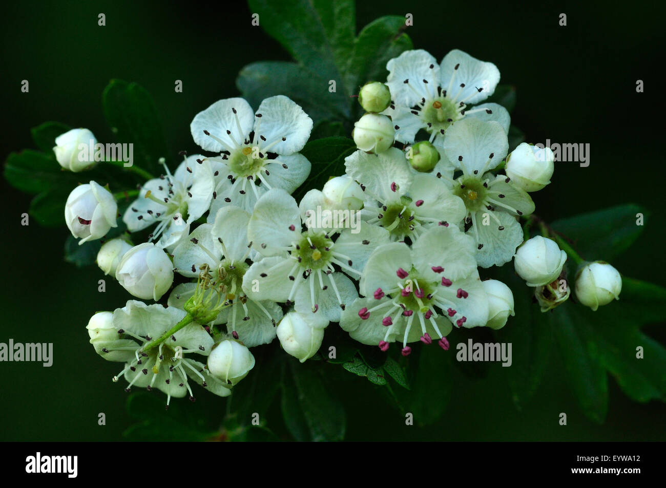 Biancospino (o possono) blossom. Dorset, Regno Unito Giugno 2015 Foto Stock