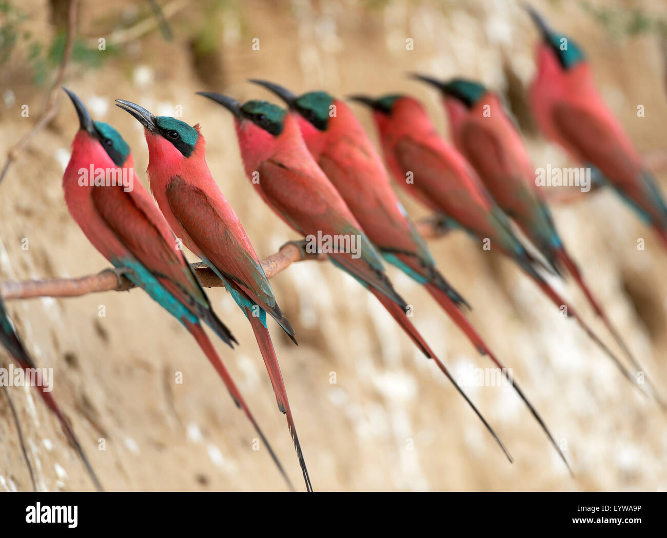Uccelli In Mugello Il Gruccione