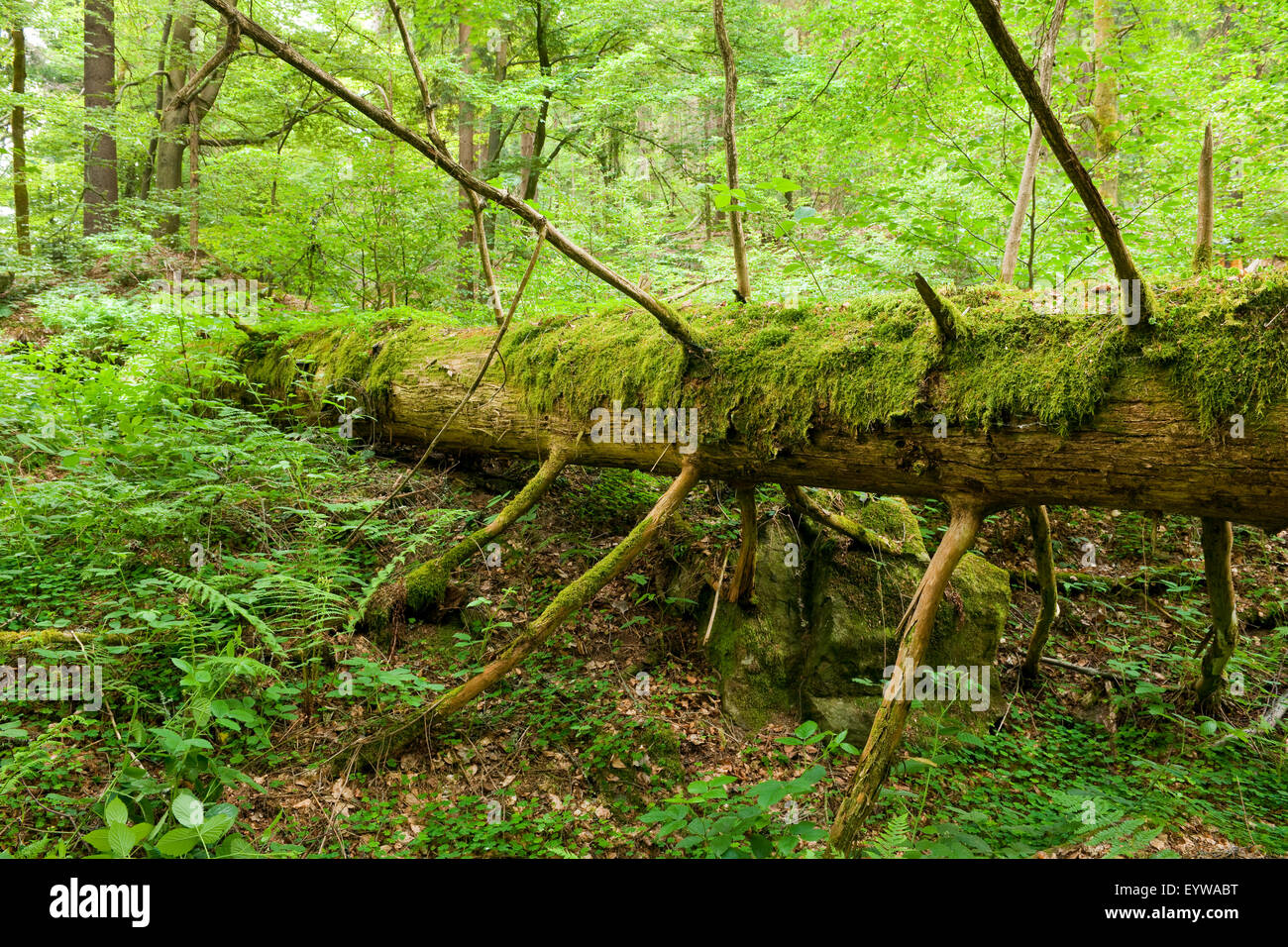 Deadwood, Norvegia abete rosso (Picea abies), Foresta Vessertal-Thuringian riserva della biosfera, Turingia, Germania Foto Stock