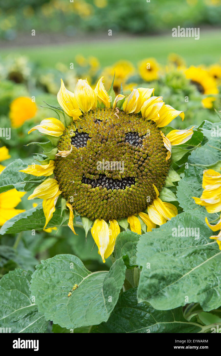 Helianthus annuus. Girasole andando a seme nella forma di una faccia felice Foto Stock