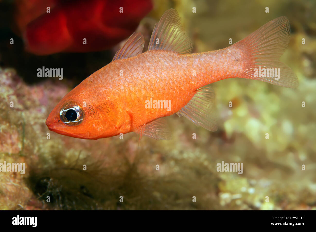 (Cardinalfish Apogon imperbis), Corfu, Isole Ionie, Grecia Foto Stock