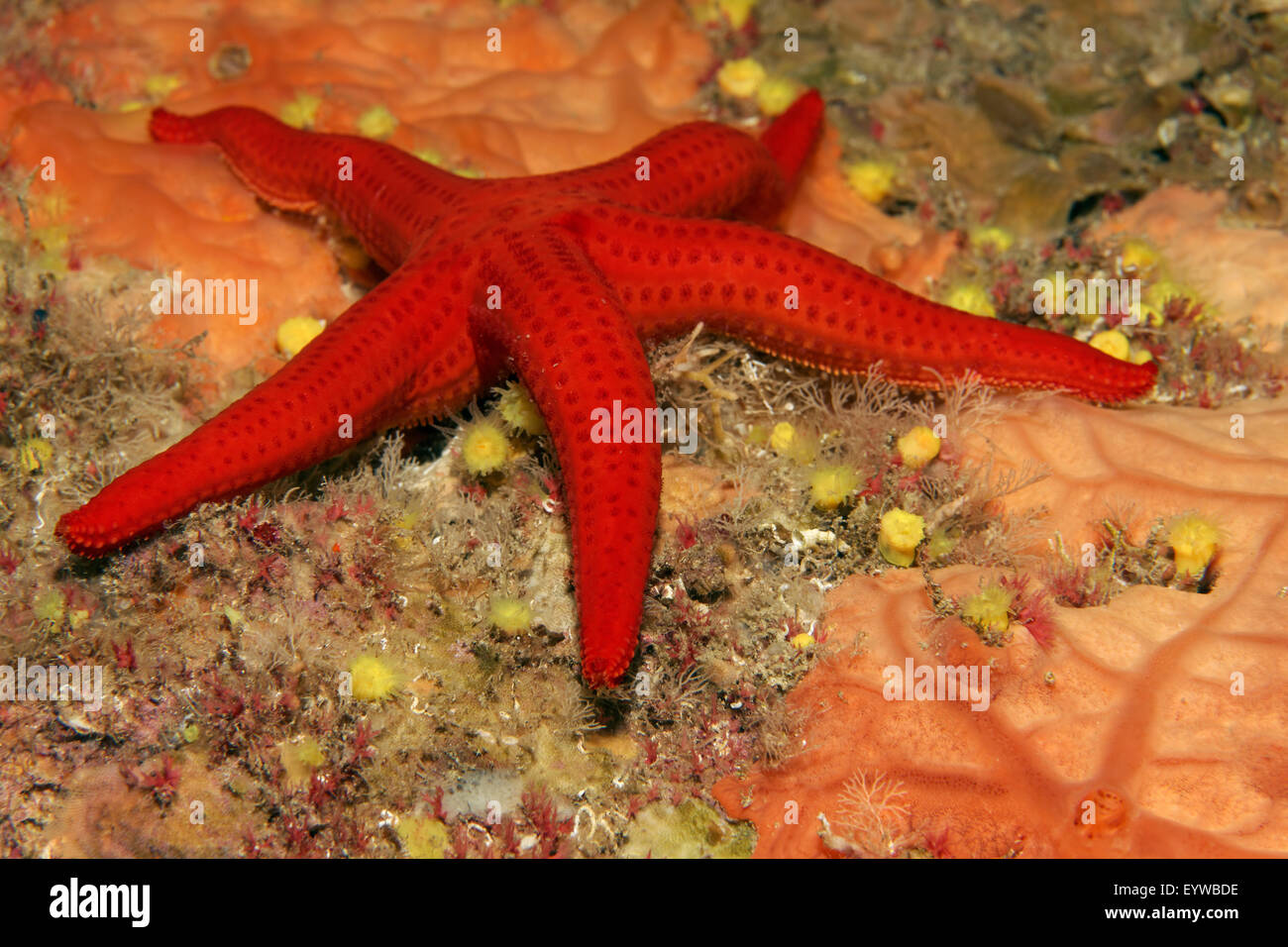 Starfish liscia (Hacelia attenuata) su incrostanti spugna arancione(Spirastrella cunctratrix), Corfu, Isole Ionie, Grecia Foto Stock