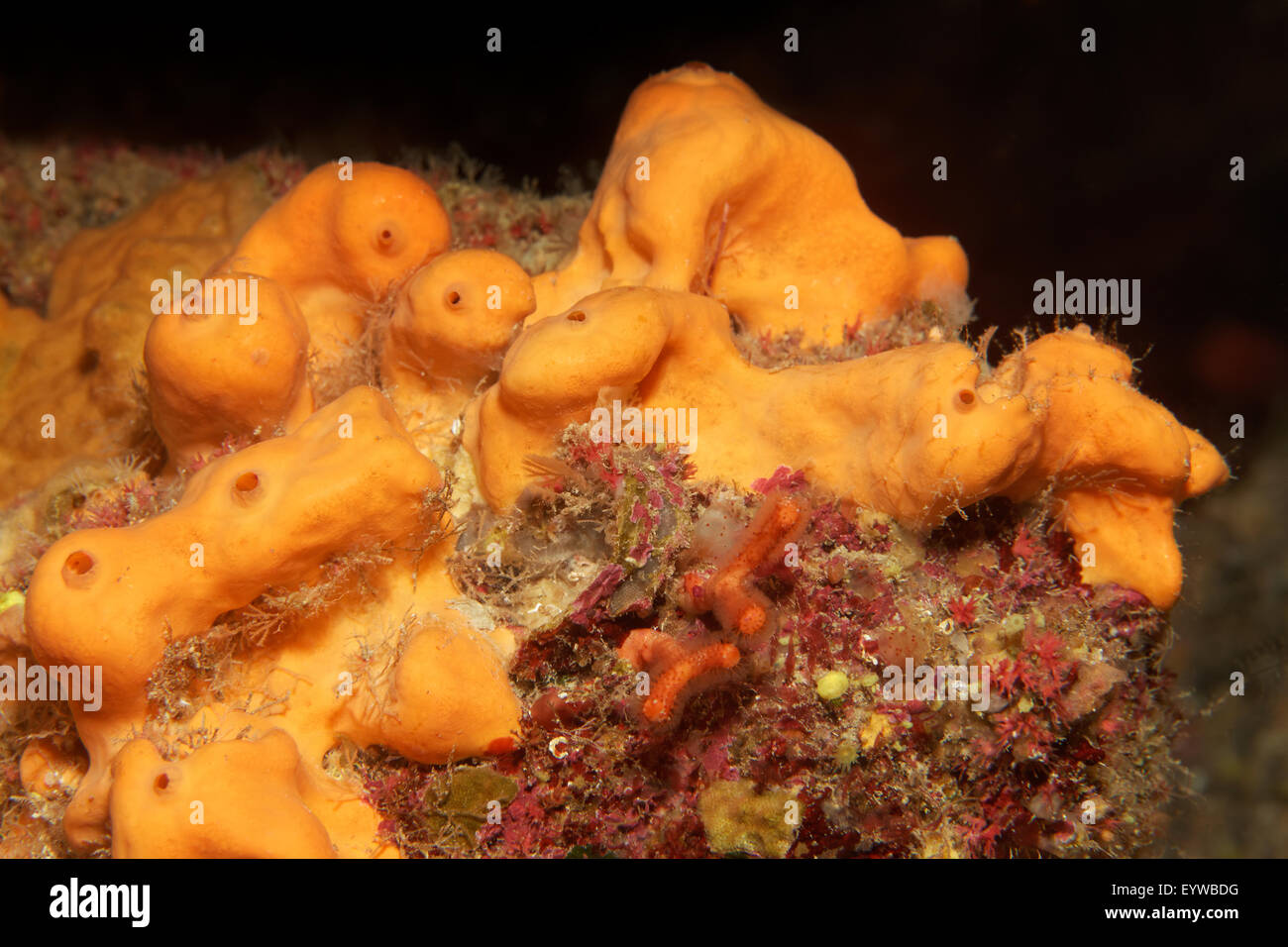 Oranger Demosponge (Agelas oroides), Corfù, Grecia Foto Stock