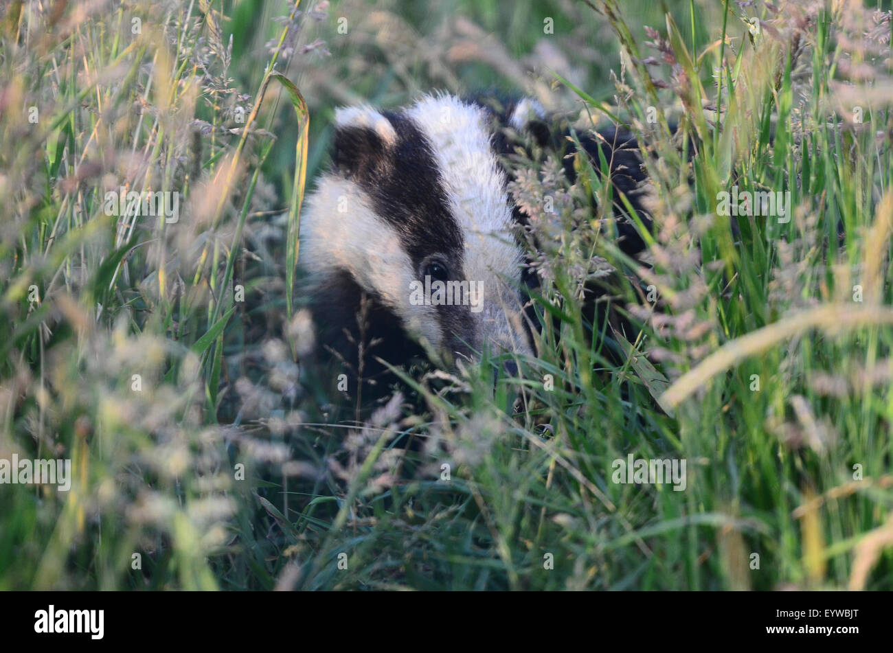 badger meles meles Dorset Regno Unito Foto Stock