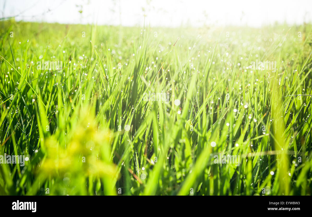 Erba verde con gocce di acqua di mattina. bella estate con sfondo bokeh di fondo e sfondo sfocato. con bassa profondità di campo. Foto Stock